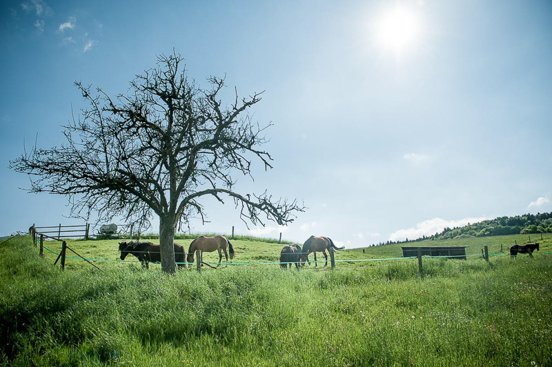 Hochzeitsfotograf Hessen_045.jpg
